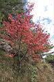 台灣紅榨楓18.JPG