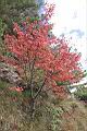 台灣紅榨楓19.JPG