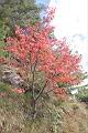 台灣紅榨楓20.JPG