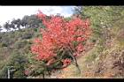 台灣紅榨楓21.JPG