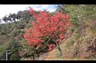 台灣紅榨楓22.JPG