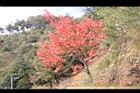 台灣紅榨楓23.JPG