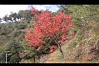 台灣紅榨楓24.JPG