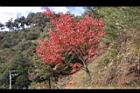 台灣紅榨楓25.JPG