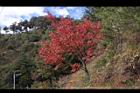 台灣紅榨楓26.JPG