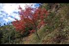 台灣紅榨楓27.JPG