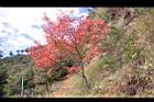 台灣紅榨楓28.JPG