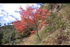 台灣紅榨楓29.JPG