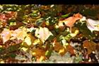 台灣紅榨槭-紅葉01.jpg
