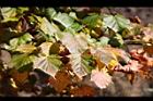 台灣紅榨槭-紅葉02.jpg