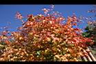 台灣紅榨槭-紅葉03.jpg