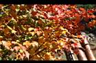 台灣紅榨槭-紅葉04.jpg