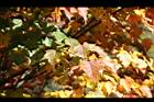 台灣紅榨槭-紅葉06.jpg