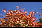 台灣紅榨槭-紅葉07.jpg