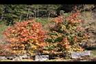 台灣紅榨槭-紅葉11.jpg