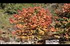 台灣紅榨槭-紅葉12.jpg