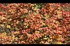 台灣紅榨槭-紅葉13.jpg