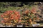 台灣紅榨槭-紅葉14.jpg