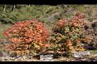 台灣紅榨槭-紅葉15.jpg