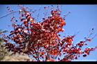 台灣紅榨槭-紅葉16.jpg