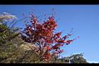 台灣紅榨槭-紅葉17.jpg