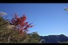 台灣紅榨槭-紅葉18.jpg