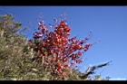 台灣紅榨槭-紅葉19.jpg