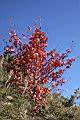 台灣紅榨槭-紅葉20.jpg