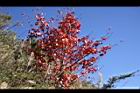 台灣紅榨槭-紅葉21.jpg