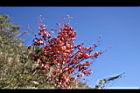 台灣紅榨槭-紅葉23.jpg