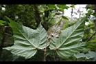 台灣紅榨槭-葉03.jpg