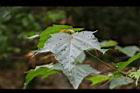 台灣紅榨槭-葉06.jpg