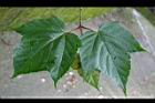 台灣紅榨槭-葉08.jpg