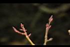 紅榨槭-芽01.JPG