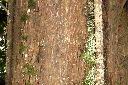台灣紅豆杉-莖10.JPG