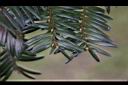 台灣紅豆杉-雌球花04.JPG