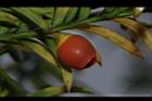 台灣紅豆杉-實29.JPG