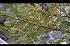 台灣紅豆杉-雄球花01.jpg