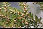 台灣紅豆杉-雄球花03.jpg