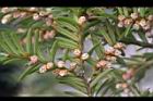 台灣紅豆杉-雄球花11.jpg