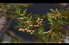 台灣紅豆杉-雄球花15.JPG