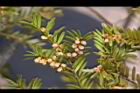 台灣紅豆杉-雄球花17.JPG