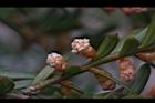 台灣紅豆杉-雄球花30.jpg