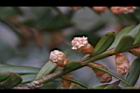 台灣紅豆杉-雄球花31.jpg