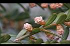 台灣紅豆杉-雄球花32.jpg