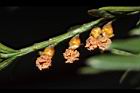台灣紅豆杉-雄球花38.JPG