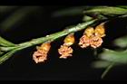 台灣紅豆杉-雄球花39.JPG