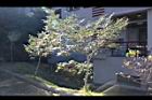 台灣紅豆杉19.JPG