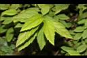 台灣繡線菊-葉03.JPG