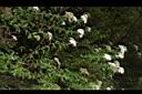 台灣繡線菊06.JPG